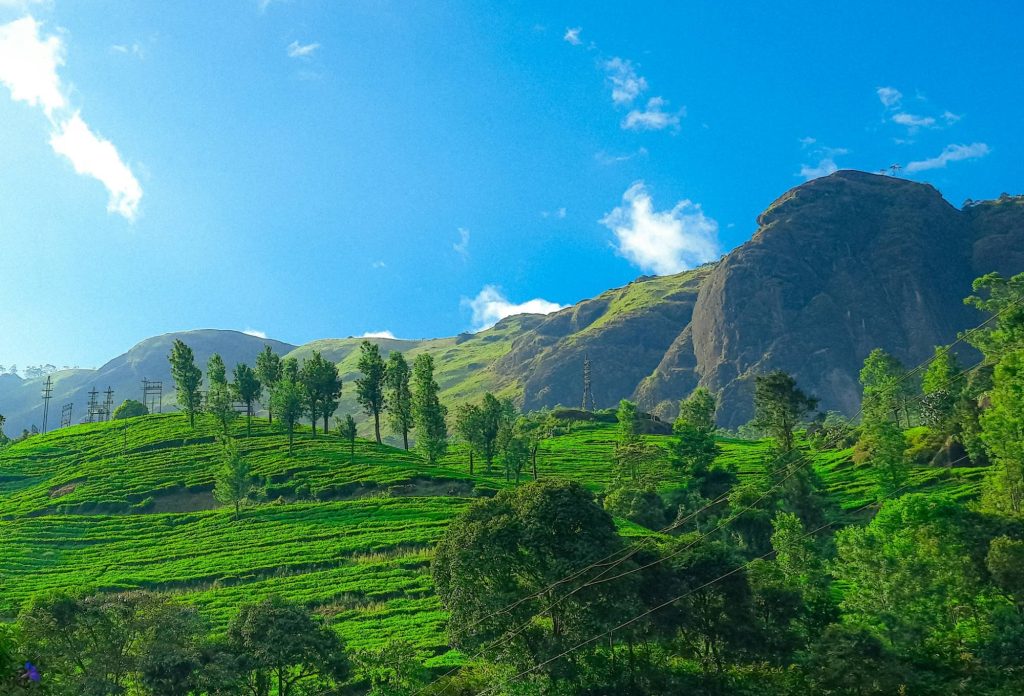 Tea-covered hillsides below rock faces in the Western Ghats, Kerala.